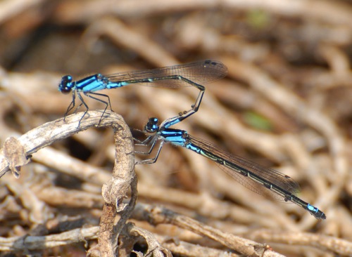 Pair in tandem
2012_03_17_Telfair